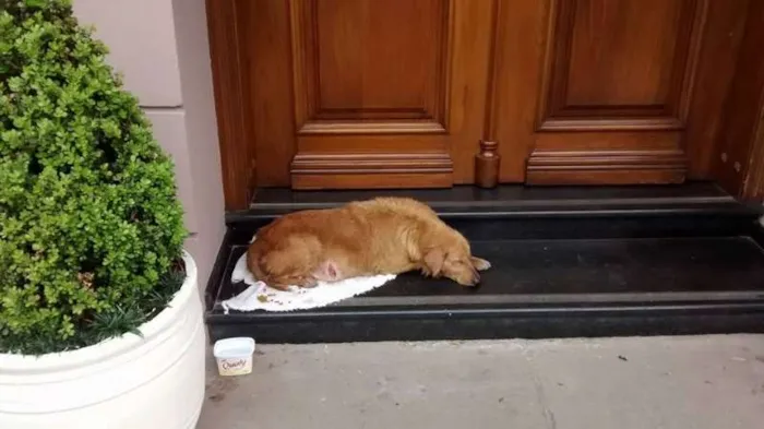 Cachorro ra a Vira lata idade 1 ano nome Layla