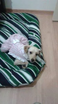 Cachorro ra a sem raça definida idade 1 ano nome Nina