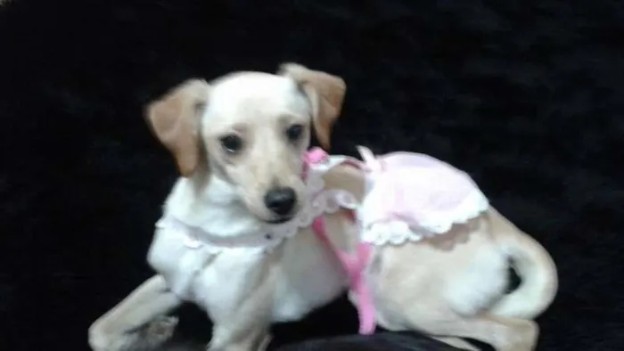 Cachorro ra a sem raça definida idade 1 ano nome Nina