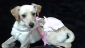 Cachorro raça sem raça definida idade 1 ano nome Nina