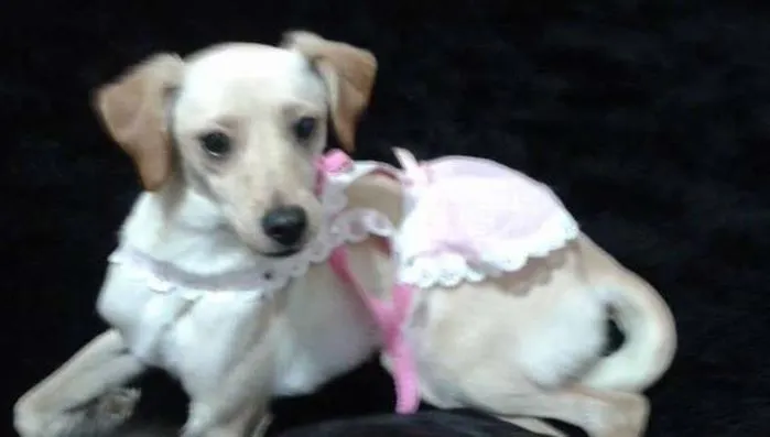 Cachorro ra a sem raça definida idade 1 ano nome Nina