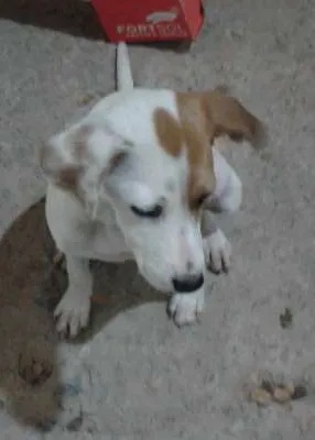 Cachorro raça vira lata idade 2 a 6 meses nome PRINCESA