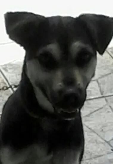 Cachorro ra a vira lata idade 2 anos nome Emily