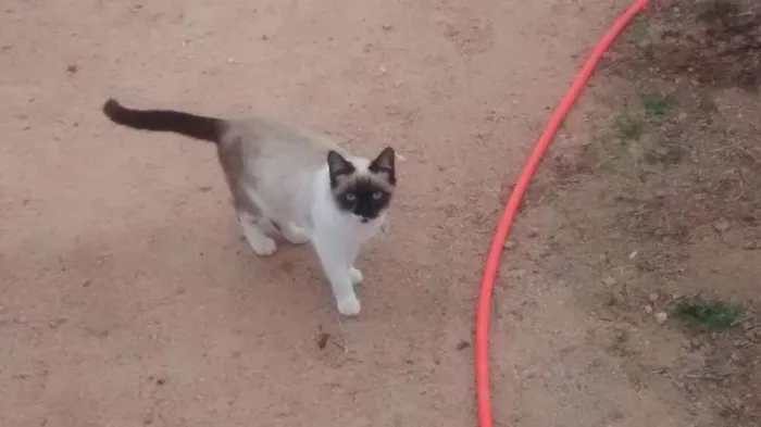 Gato ra a SRD idade 1 ano nome Malhado