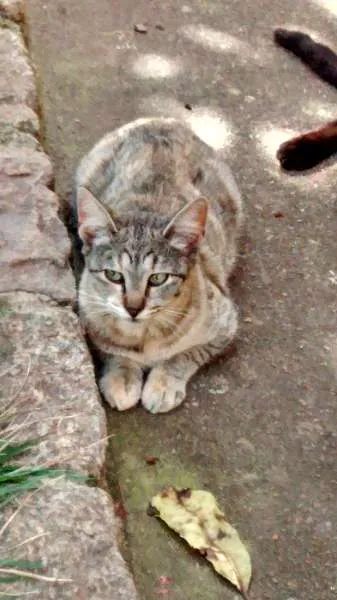 Gato ra a SRD idade 1 ano nome Malhado