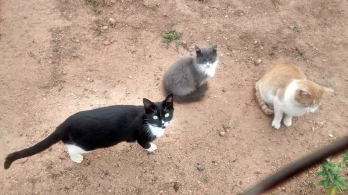 Gato ra a SRD idade 1 ano nome Malhado