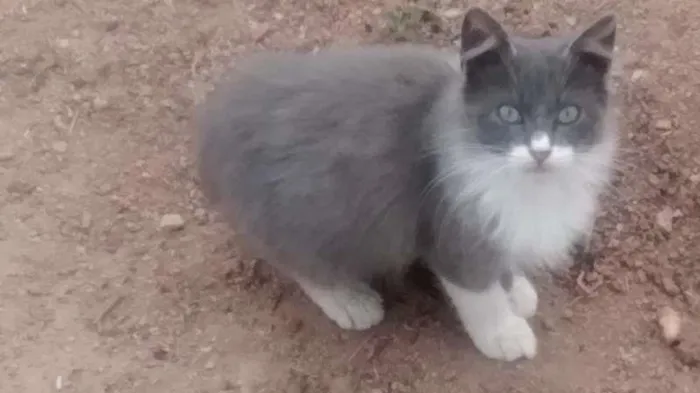 Gato ra a SRD idade 1 ano nome Malhado