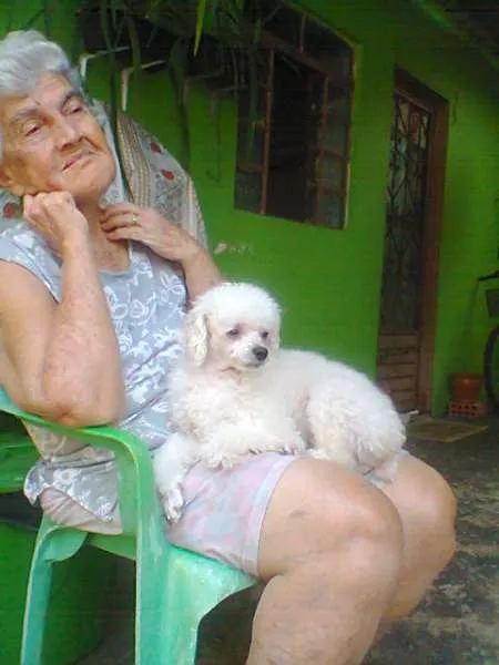 Cachorro ra a Poodle idade  nome baybe GRATIFICA