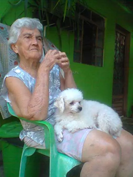 Cachorro ra a Poodle idade  nome baybe GRATIFICA