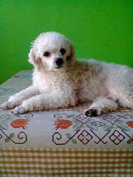 Cachorro ra a Poodle idade  nome baybe GRATIFICA
