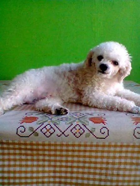 Cachorro ra a Poodle idade  nome baybe GRATIFICA