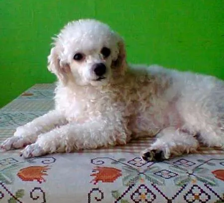 Cachorro ra a Poodle idade  nome baybe GRATIFICA