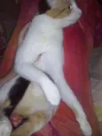 espoleta