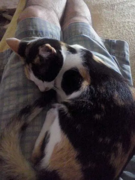Gato raça nao definida idade 1 ano nome espoleta