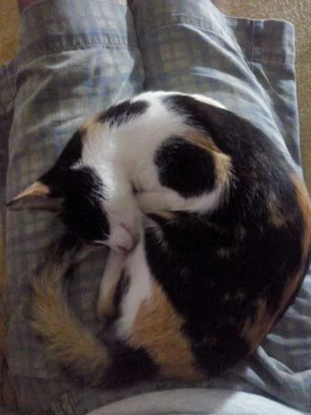 Gato raça nao definida idade 1 ano nome espoleta