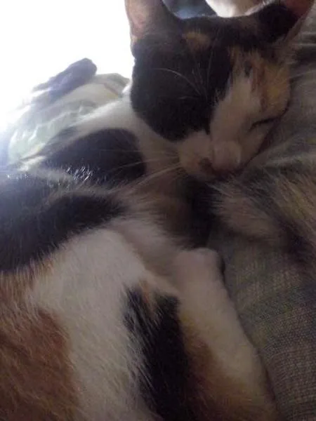 Gato raça nao definida idade 1 ano nome espoleta