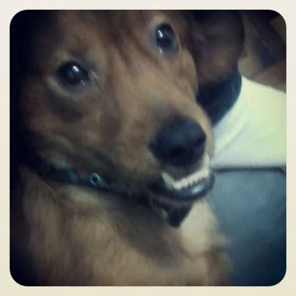 Cachorro ra a SRD idade 1 ano nome Jack