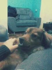 Cachorro ra a SRD idade 1 ano nome Jack