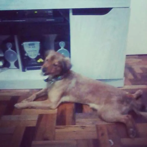 Cachorro ra a SRD idade 1 ano nome Jack