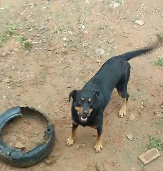 Cachorro ra a Rottweiler idade 5 anos nome Nino