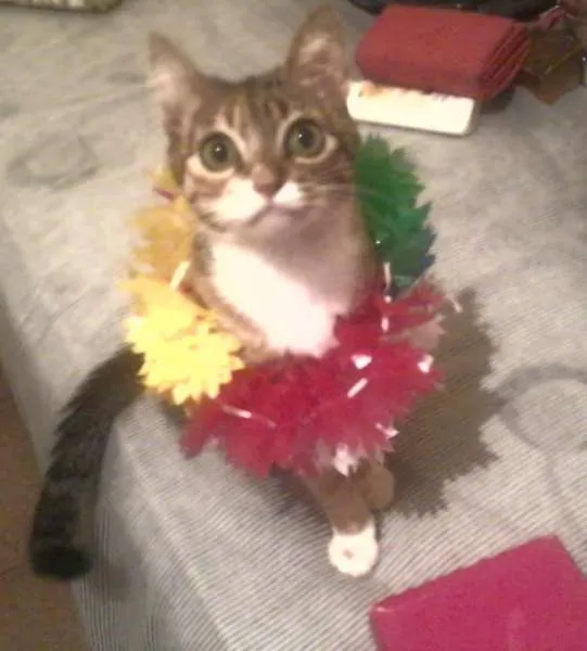 Gato ra a vira lata idade 4 anos nome Prunjinha GRATIFICA