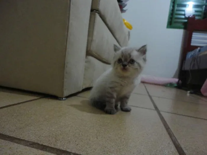 Gato ra a SRD idade Abaixo de 2 meses nome sem nome