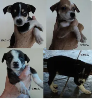 Cachorro raça SRD idade Abaixo de 2 meses nome GiL, Pituxa, Nina, 