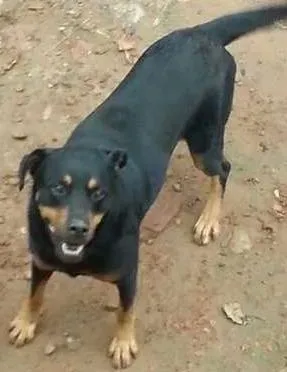 Cachorro ra a Rottweiler idade 5 anos nome Nino