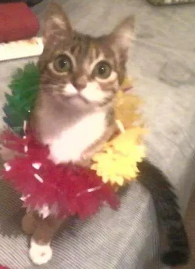 Gato ra a vira lata idade 4 anos nome Prunjinha GRATIFICA