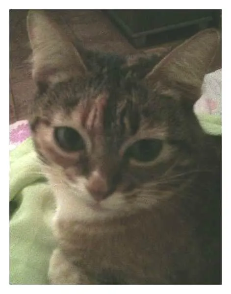 Gato ra a vira lata idade 4 anos nome Prunjinha GRATIFICA
