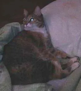Gato ra a vira lata idade 4 anos nome Prunjinha GRATIFICA
