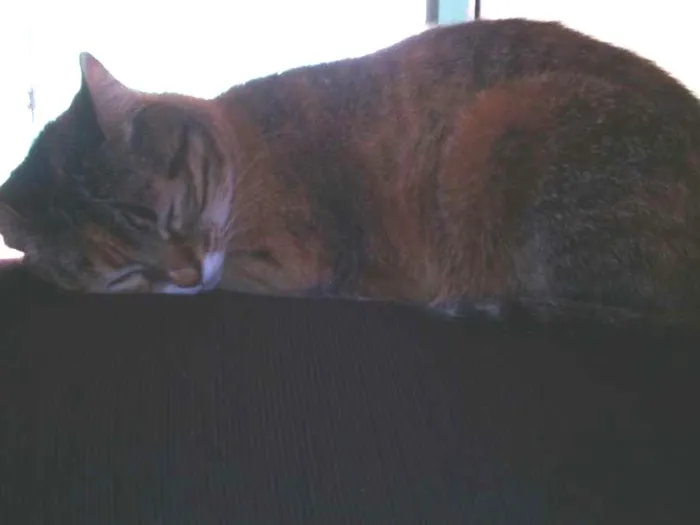 Gato ra a vira lata idade 4 anos nome Prunjinha GRATIFICA