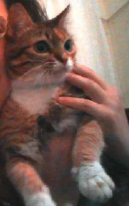 Gato ra a vira lata idade 4 anos nome Prunjinha GRATIFICA