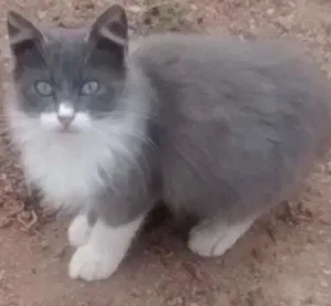 Gato raça SRD idade 1 ano nome Malhado
