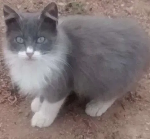 Gato ra a SRD idade 1 ano nome Malhado