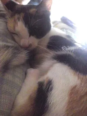 Gato raça nao definida idade 1 ano nome espoleta