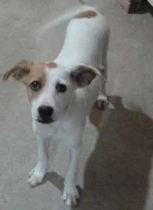 Cachorro raça vira lata idade 2 a 6 meses nome PRINCESA