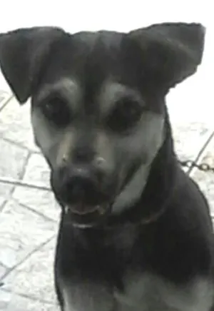 Cachorro raça vira lata idade 2 anos nome Emily
