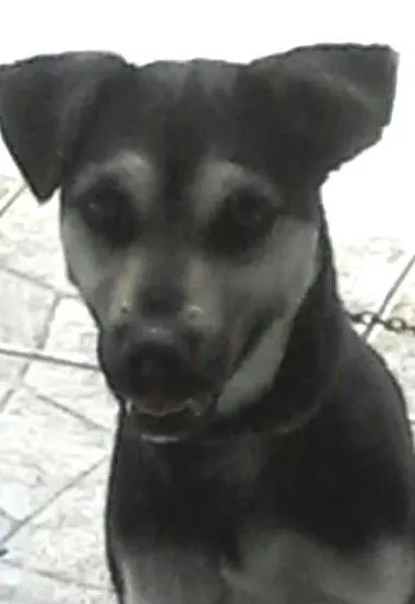 Cachorro ra a vira lata idade 2 anos nome Emily