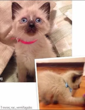 Gato raça SRD idade 2 a 6 meses nome Angel e Pietro