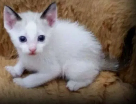 Gato ra a SRD idade 2 a 6 meses nome Toddy