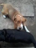 Bili