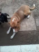 Cachorro ra a vira lata idade 4 anos nome Bili