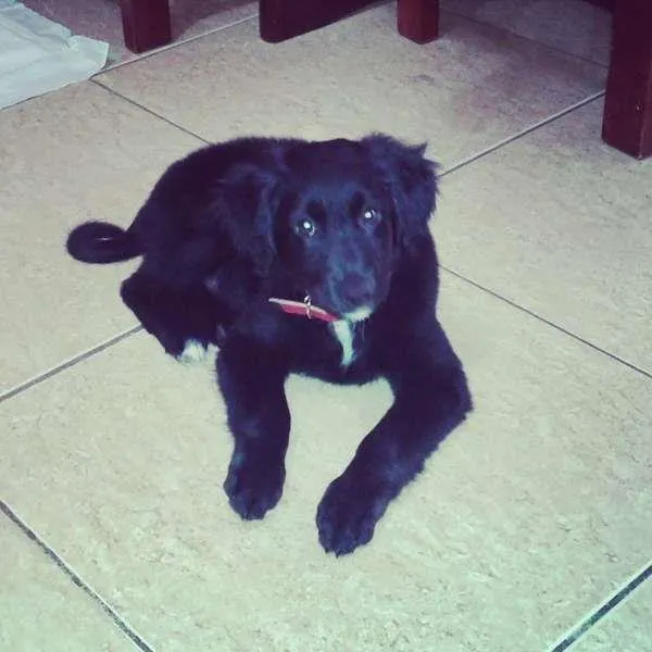 Cachorro ra a indefinida idade 2 a 6 meses nome Charley