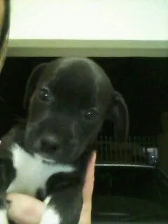 Cachorro ra a SEM RAÇA idade Abaixo de 2 meses nome BELINHA