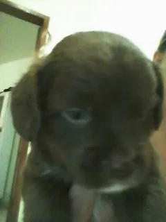 Cachorro ra a SEM RAÇA idade Abaixo de 2 meses nome BELINHA