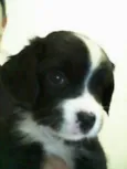 BELINHA