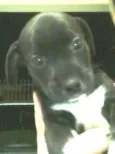 BELINHA