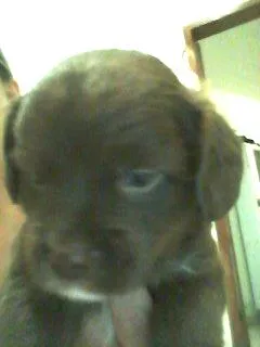 Cachorro ra a SEM RAÇA idade Abaixo de 2 meses nome BELINHA