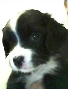 Cachorro raça SEM RAÇA idade Abaixo de 2 meses nome BELINHA